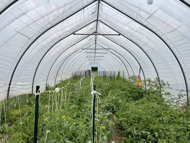 Tomatoes growing in one of the hoophouses on the farm.